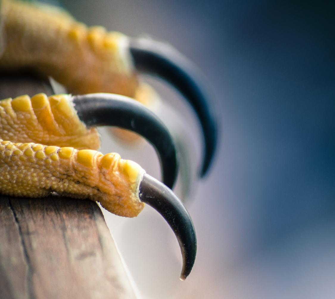 株式会社ファルコン2